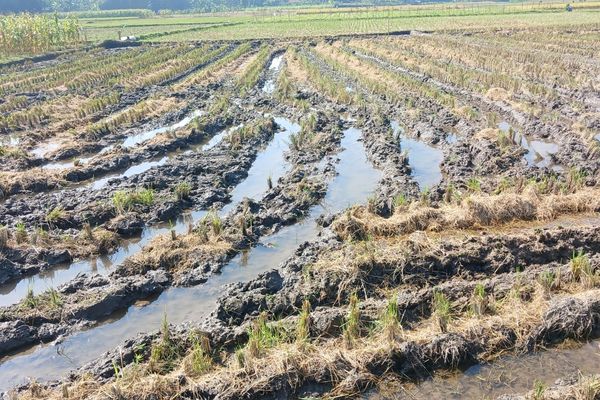 Gönen’de Pirinç Üretimi İçin Dijital Altyapı